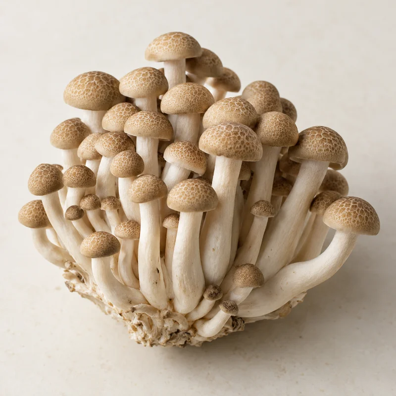 Beech Mushroom