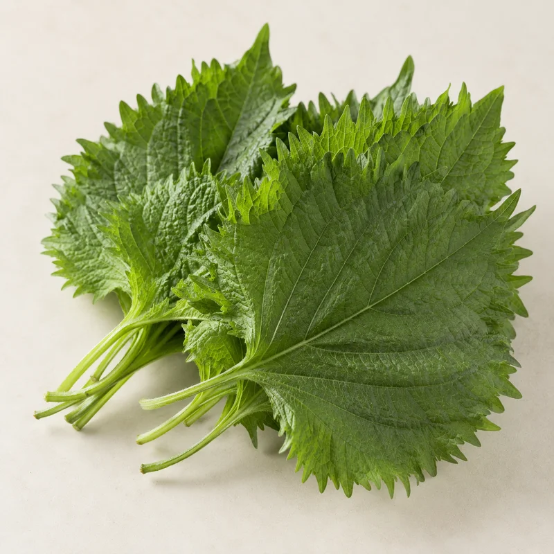 Green Shiso