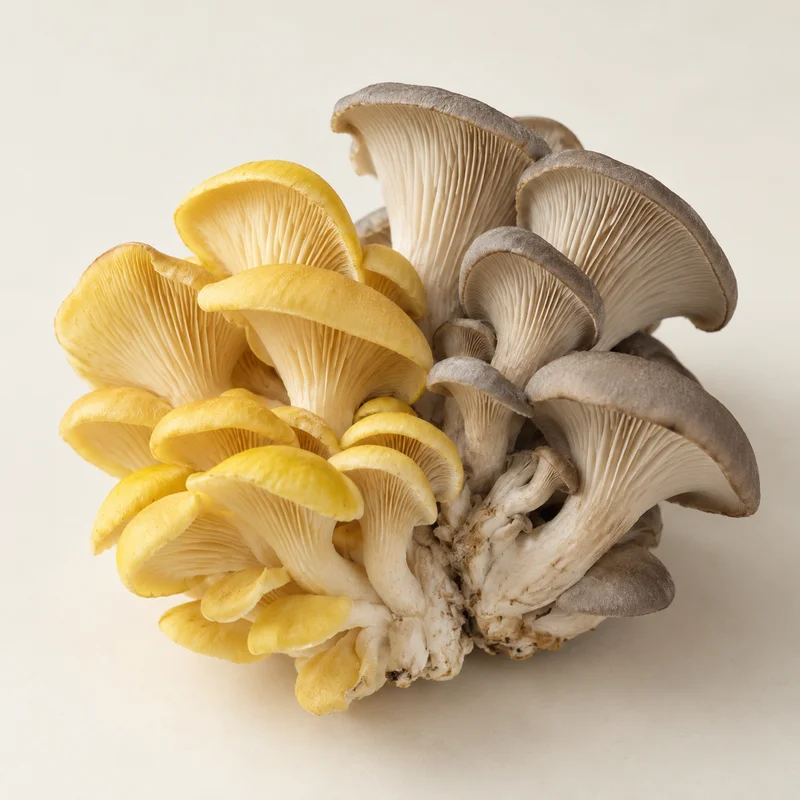 Oyster Mushroom