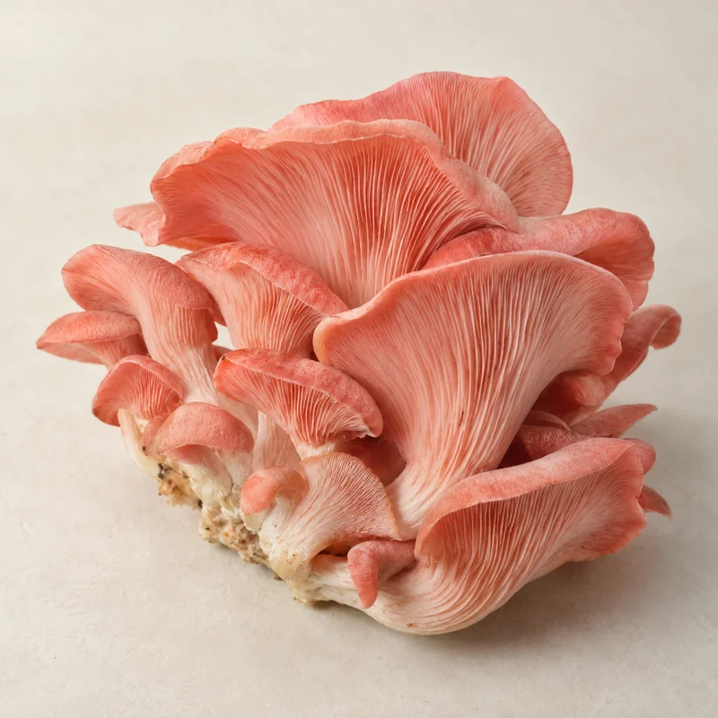 Pink Oyster Mushroom