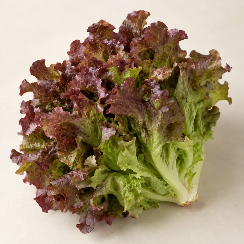 Red Oakleaf Lettuce