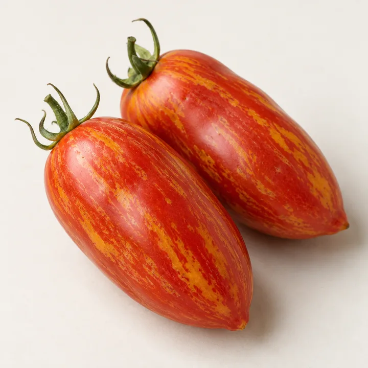 Speckled Roman tomato illustration