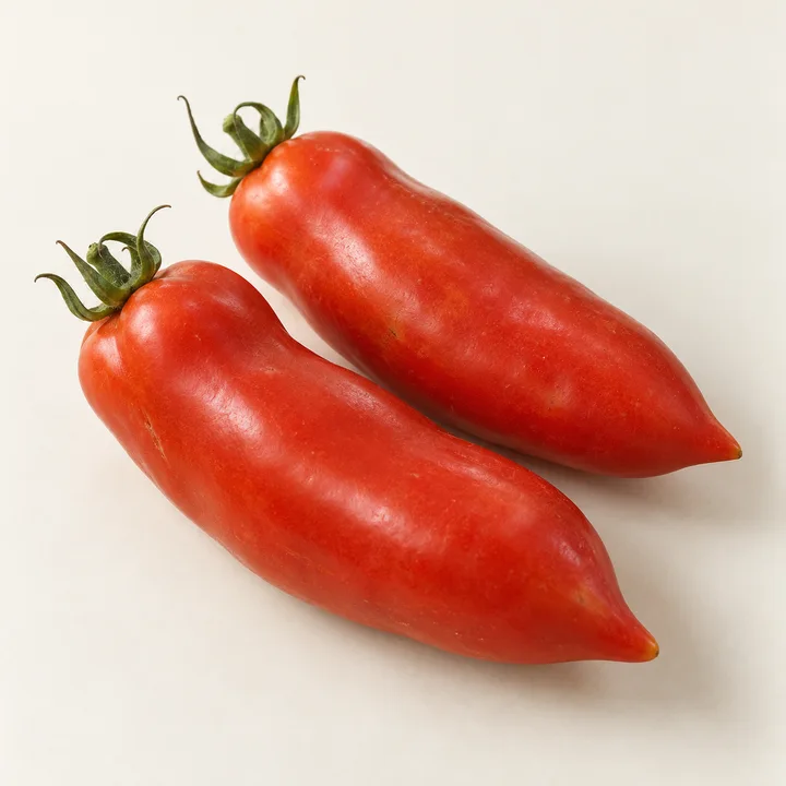 Federle tomato illustration